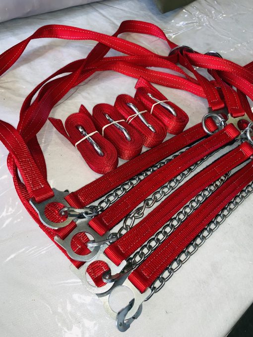 Red Cattle Show Halters
