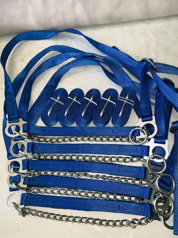 Royal Blue Cattle Show Halter