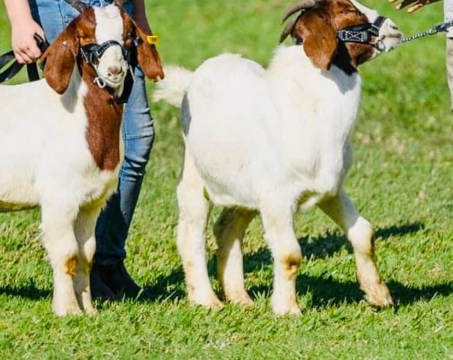 Goat Halters