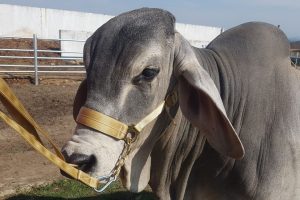 Goue Halter